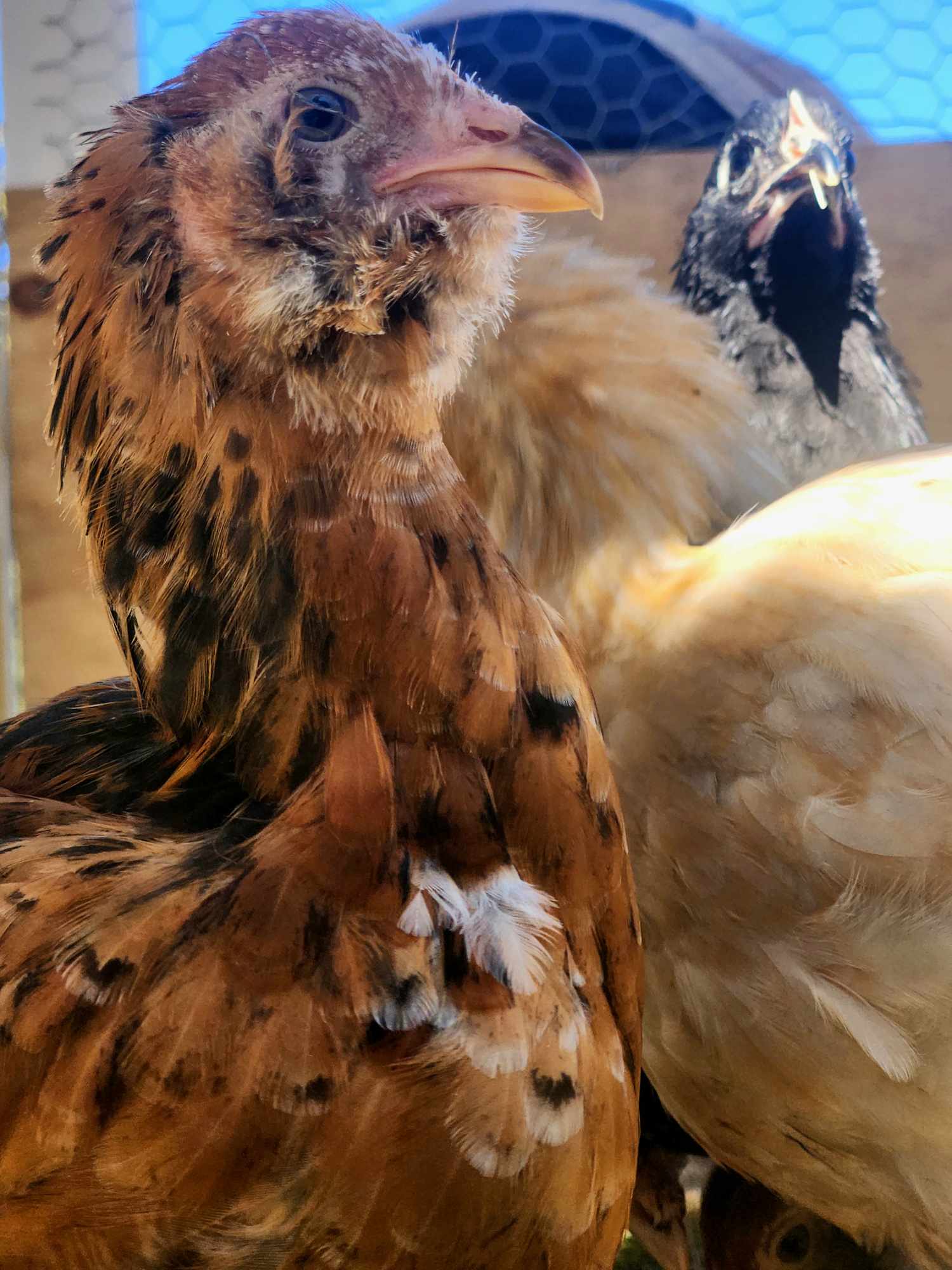 kdhdfarm